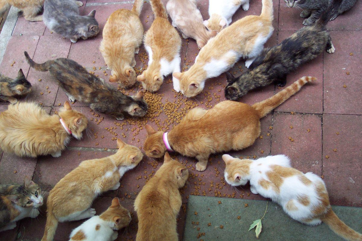 Cats on Campus