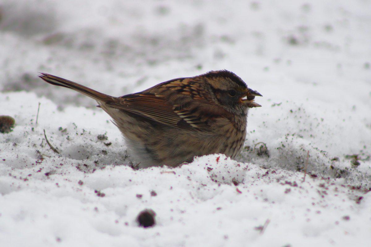 A bird finds a seed in the ground. The birds had to dig through the snow to find nutrients.