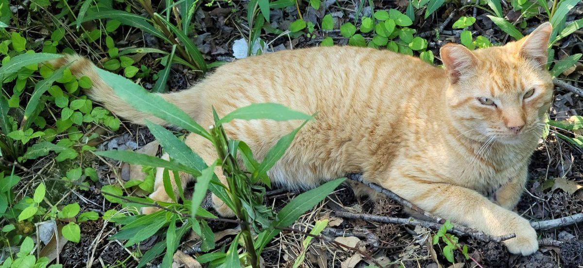 BB, Butterfinger's son, relaxes in the grass.