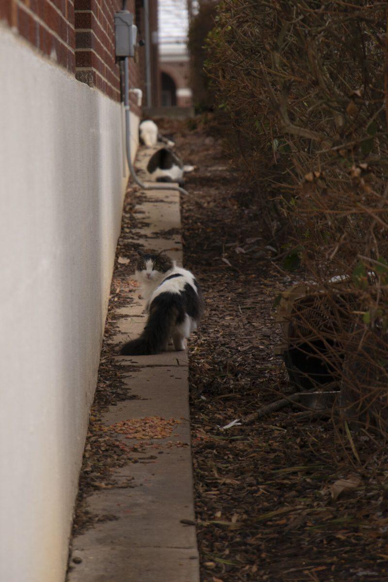 Two cats lurk behind Torreyson Library in February 2023. Before the fall 2023 semester, food was left out for the cats in the flower beds by the on-campus Starbucks location.