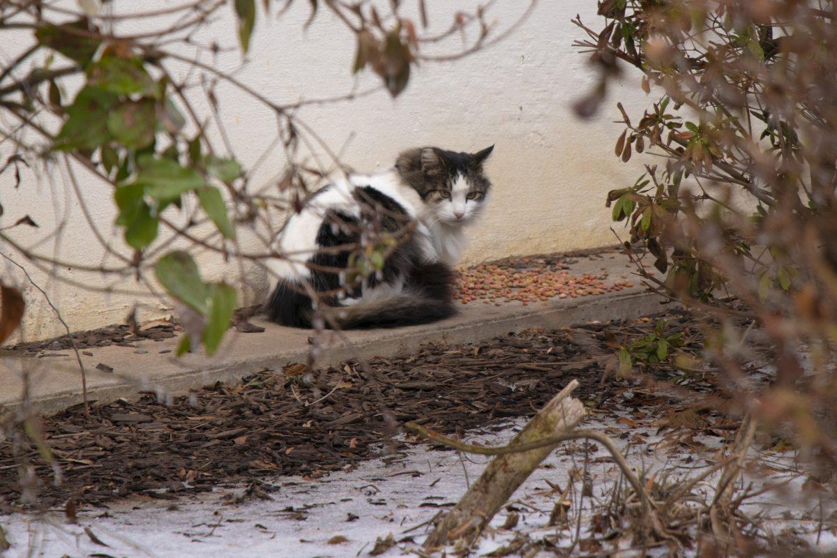 A cat hides behind the bushes in the flower gardens behind Torreyson Library.