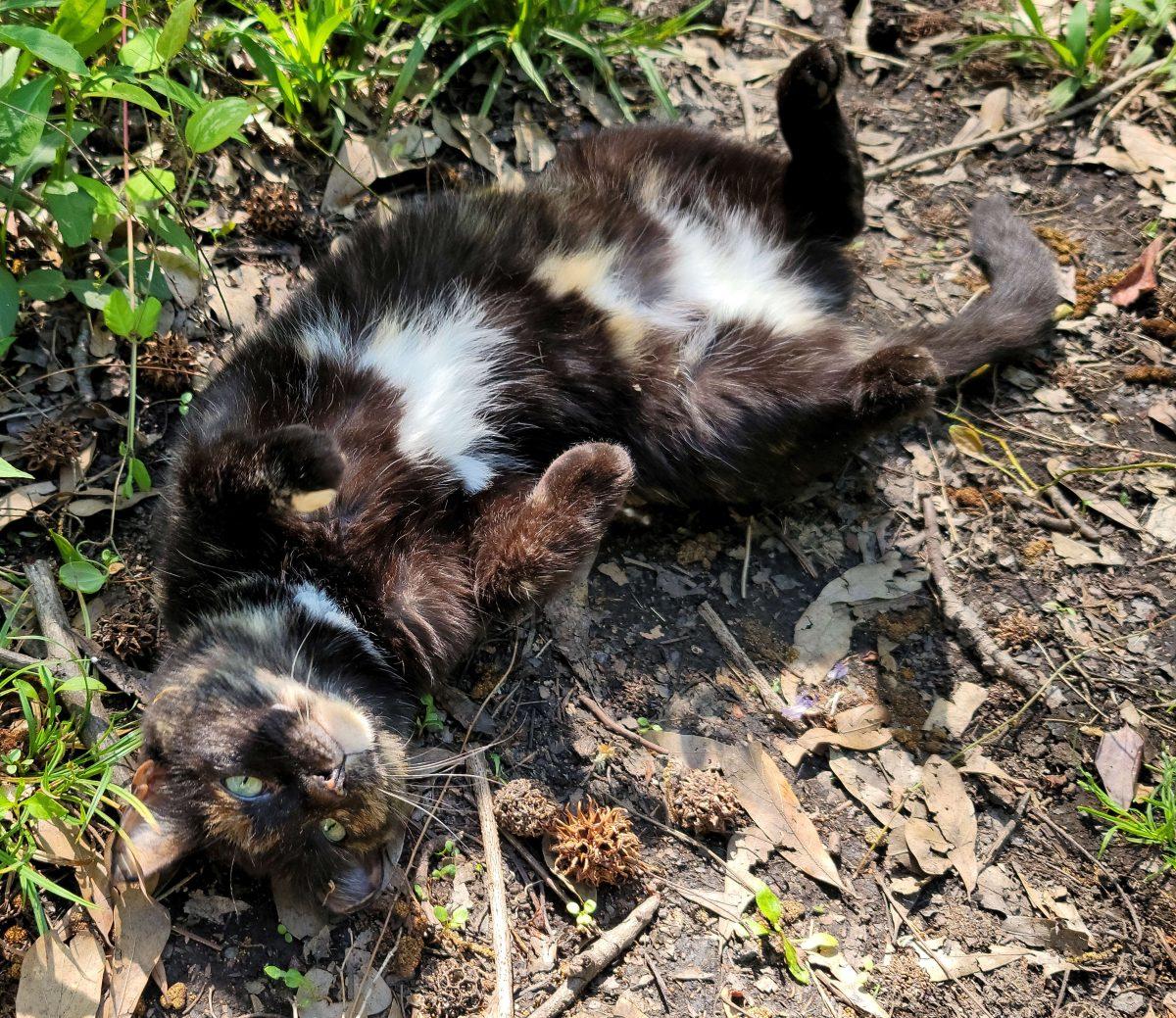 Princess, a tuxedo cat, suns her belly.