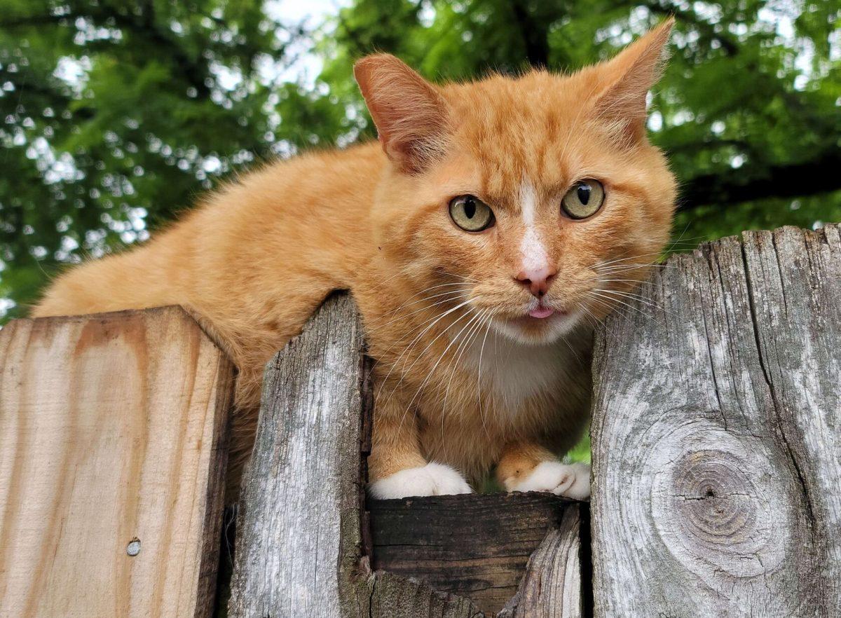 Butterfinger, an orange tabby, peers over a fence.