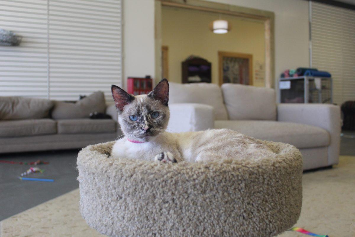 Kitty