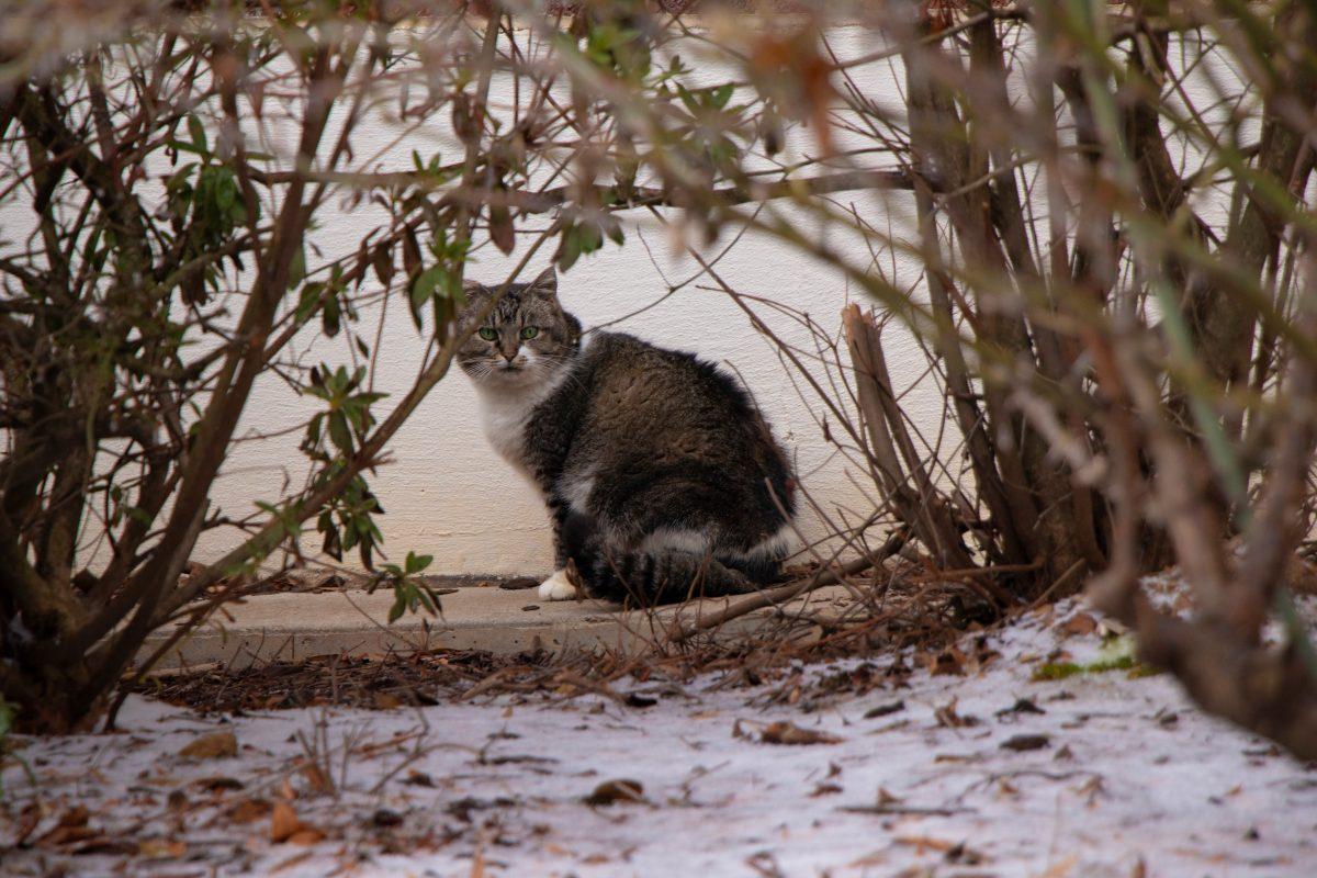 A cat sits next to a pile of food behind the library Feb. 2, 2023.