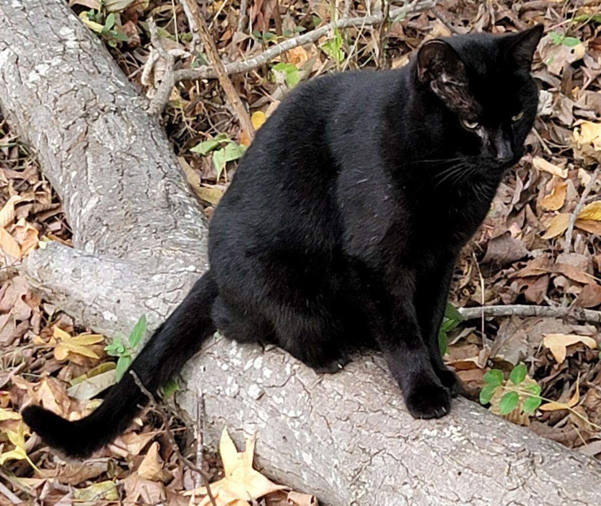 Panther, a black cat, perches on a log.