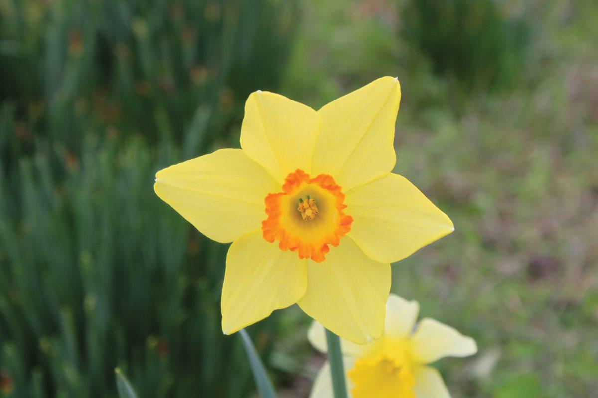 Daffodil