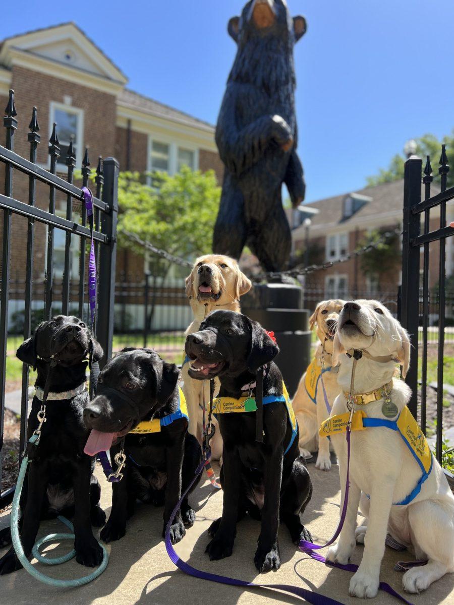 Living Unleashed service dogs sit in a group in front of a bear statue on UCA campus. The RSO recently lost part of its funding.