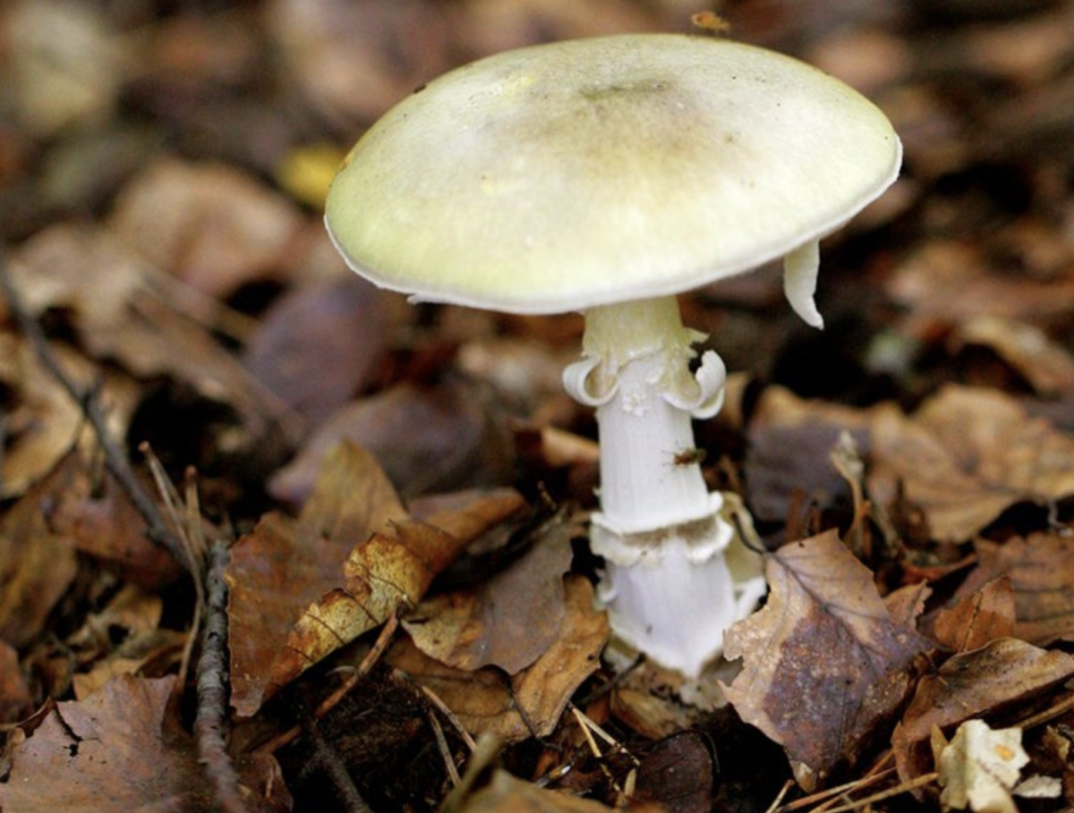 Fungi